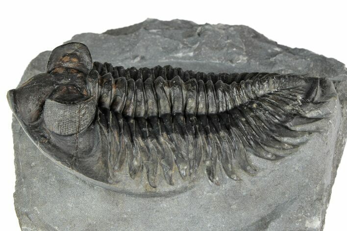 Bug-Eyed Coltraneia Trilobite Fossil - Ofaten, Morocco #352675